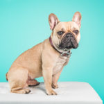 french bulldog photography