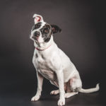 Staffordshire bull terrier cross photography