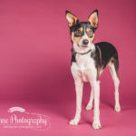 dog photographer stockport