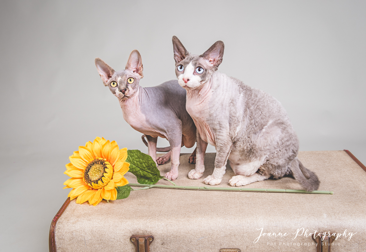Two Sphynx Cats