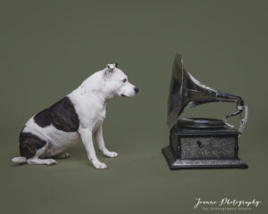 dog with gramophone