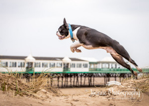 Dog Photographer Blackpool