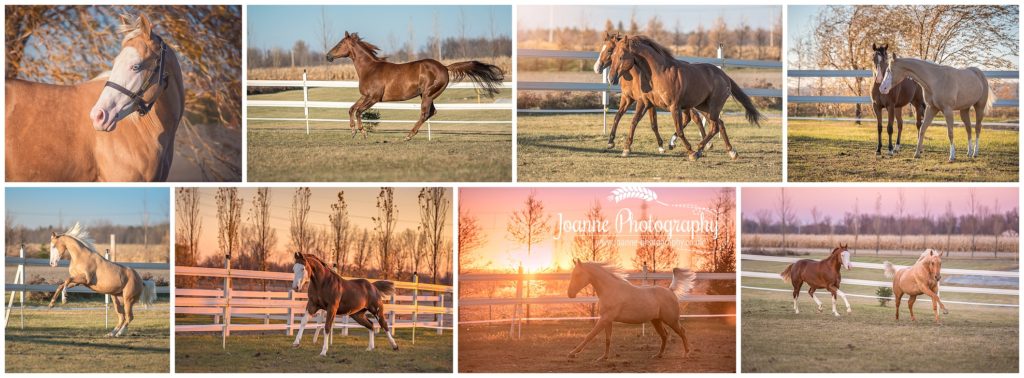 Quarter Horse Photos