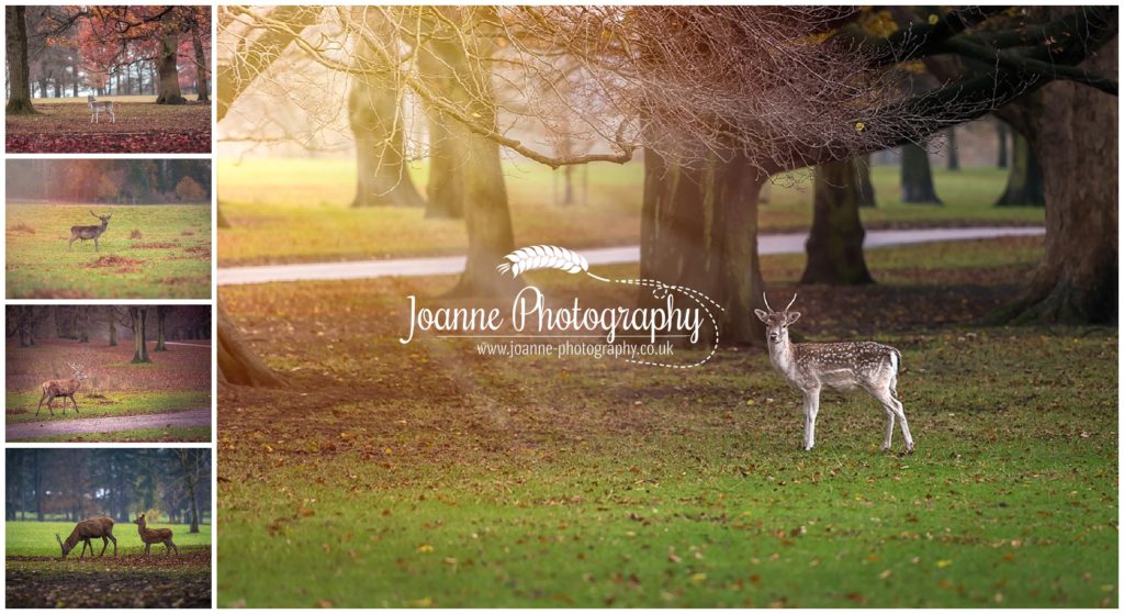 Deers at Tatton Park