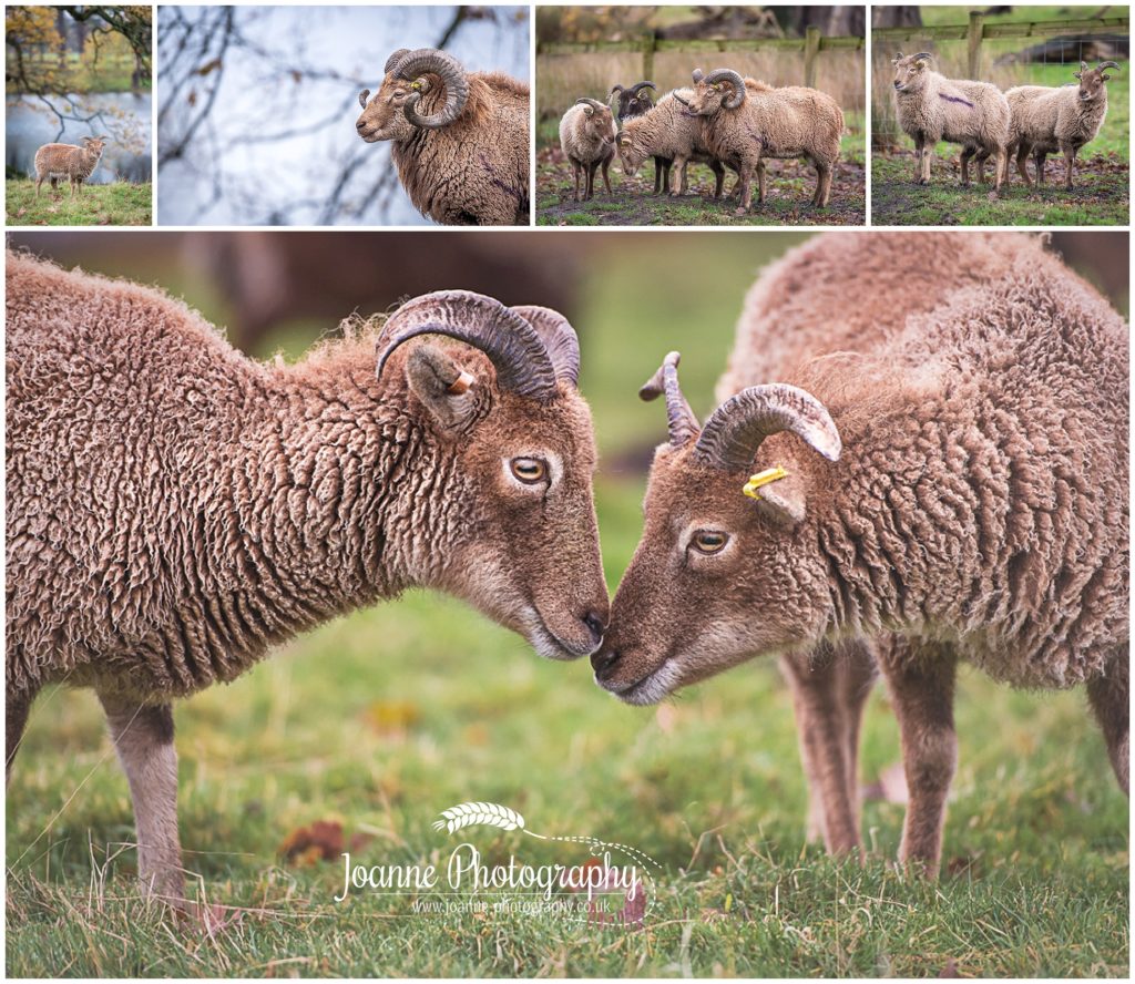 Sheep at Tatton Pard