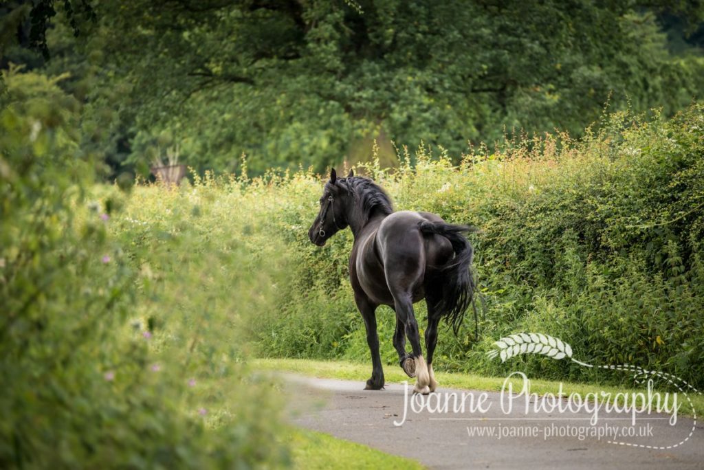 Horse Photoshoot Cheshire