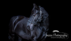 Horse Black Background