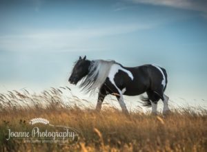 Horse Long Mane Photography