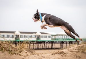 Dog jumping beach