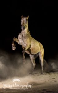 horse rearing on black background