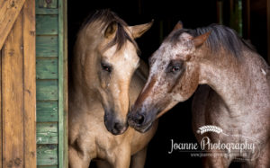 two horses black background