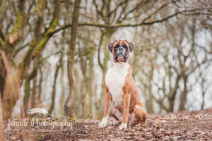 Boxer Dog in Liverpool