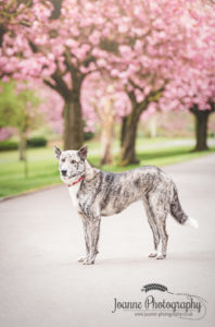 Dog Portrait Blossoms