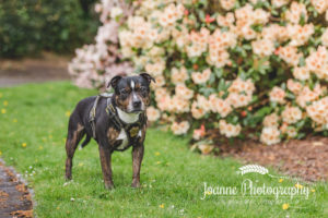 Staffordshire Bull terrier photography