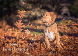 dog playing autumn photoshoot
