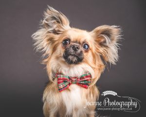 Joanne Photography dog photographer cheshire
