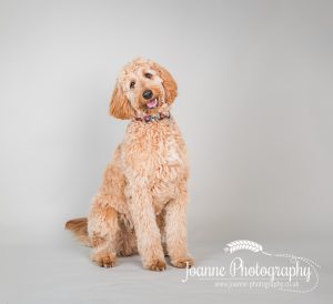 dog photographer greater manchester