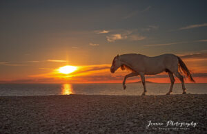 Horse on the beach Sunset