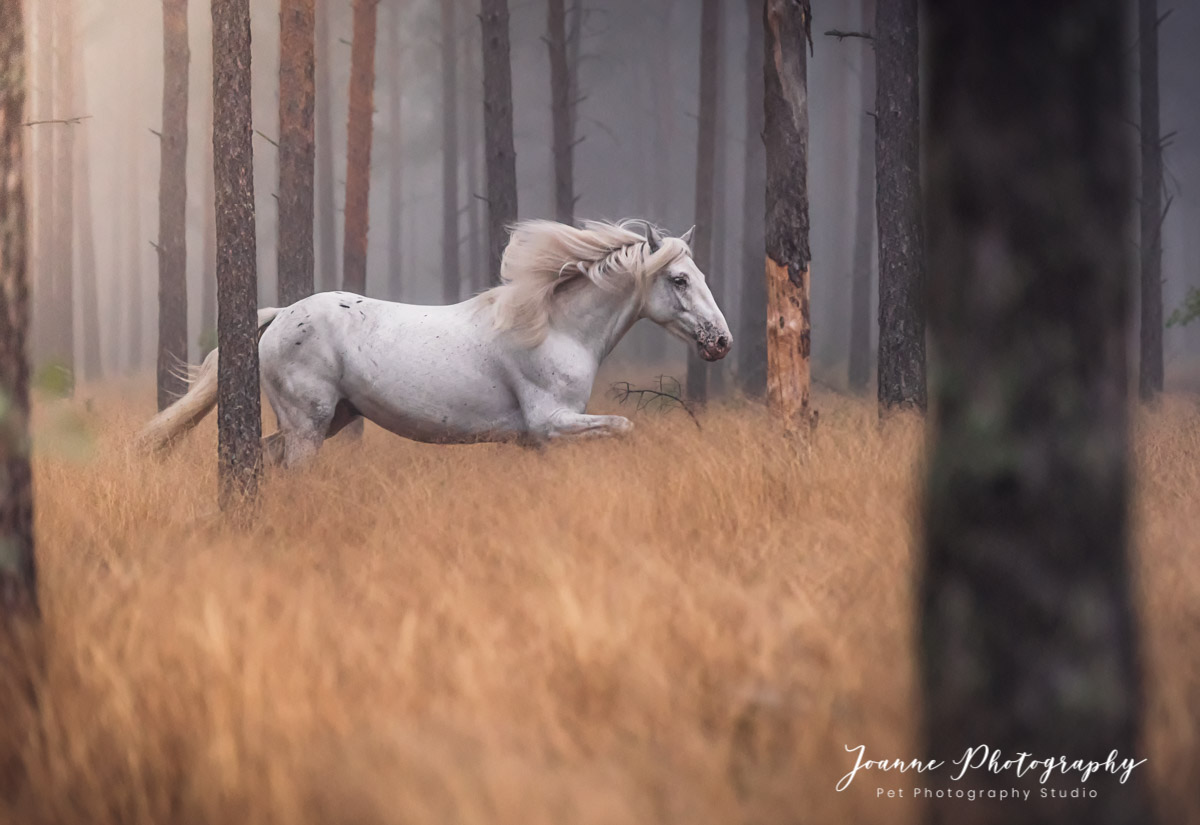 Horse Photography