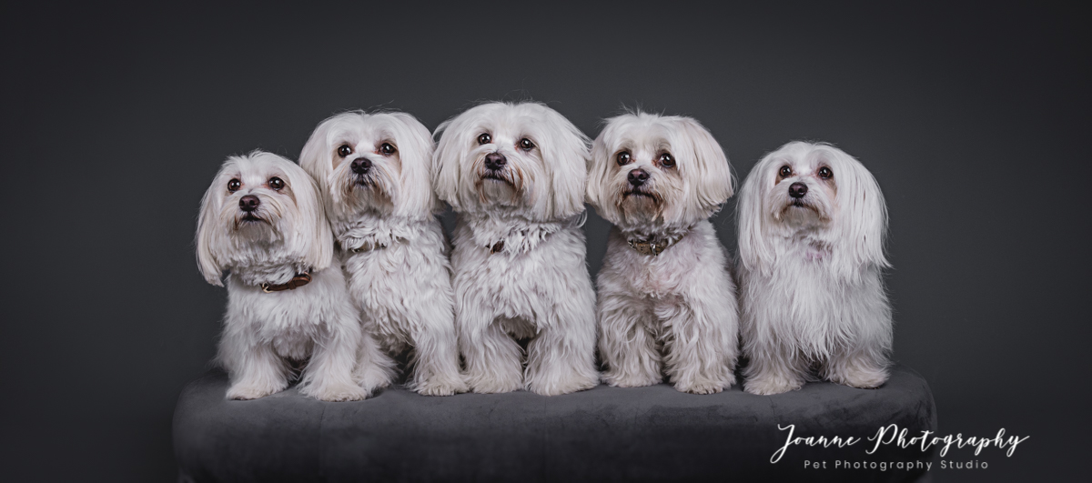 5 white dogs